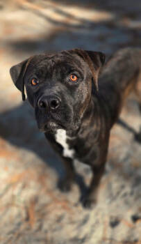 Rescue Mixed Breed Dogs for Adoption in Batavia, Ohio - Boss | PetCurious