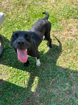 Abigail -  Terrier Dog for Adoption in Wilmington, North Carolina - Abigail | PetCurious
