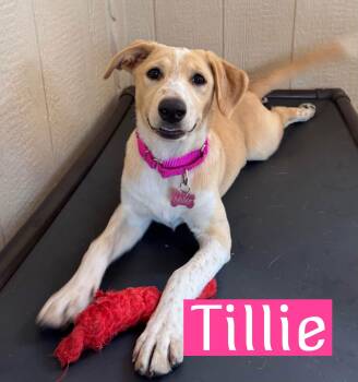 Tillie -  Hound Dog for Adoption in Fort Worth, Texas - Tillie | PetCurious