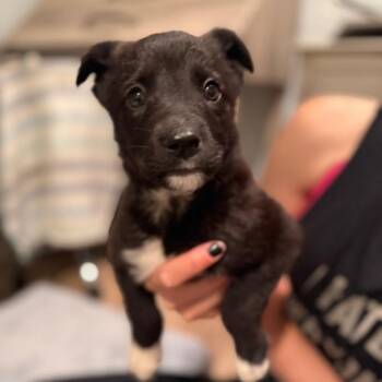 Husky and Shepherd Dogs Available for Adoption in Los Angeles, California - Lexi | PetCurious