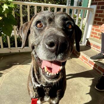 Rescue Plott Hound and Mixed Breed Dogs for Adoption in Fairfax, Virginia - Missy | PetCurious