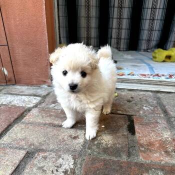 Maltese and Pomeranian Dogs Available for Adoption in Los Gatos, California - Marshmallow | PetCurious