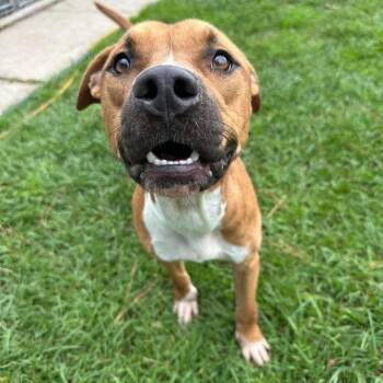 Lightning -  Mixed Breed Dog for Adoption in Wilmington, North Carolina - Lightning | PetCurious
