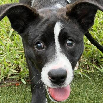 Raisin Bran 3190 -  Mixed Breed Dog for Adoption in Loxahatchee Groves, Florida - Raisin Bran 3190 | PetCurious