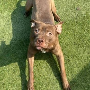Rescue Labrador Retriever Dogs for Adoption in Saint George, Vermont - Toto | PetCurious