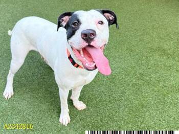 HOGAN -  Mixed Breed Dog for Adoption in West Palm Beach, Florida - HOGAN | PetCurious