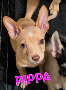 PIPPA -  Jack Russell Terrier and Chihuahua Dog for Adoption in Fosters, Alabama - PIPPA | PetCurious