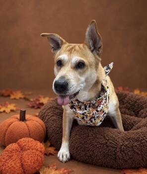 Sierra -  Shepherd and Labrador Retriever Dog for Adoption in Alvin, Texas - Sierra | PetCurious