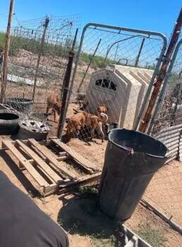Little Girl HW+ -  Australian Cattle Dog Blue Heeler and Basset Hound Dog for Adoption in Sedalia, Colorado - Little Girl HW+ | PetCurious