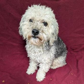 Potpourri -  Poodle Dog for Adoption in Logan, Utah - Potpourri | PetCurious