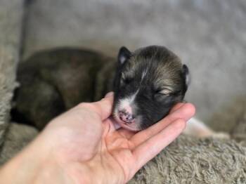 Emett -  Collie Dog for Adoption in Carthage, Missouri - Emett | PetCurious