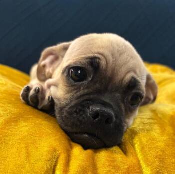Chug the pug -  Pug and Beagle Dog for Adoption in Los Angeles, California - Chug The Pug | PetCurious