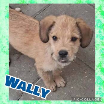 Wally -  West Highland White Terrier Westie and Dachshund Dog for Adoption in Ringwood, New Jersey - Wally | PetCurious
