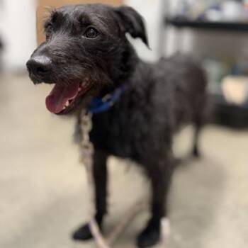 Jack -  Mixed Breed Dog for Adoption in Janesville, Wisconsin - Jack | PetCurious