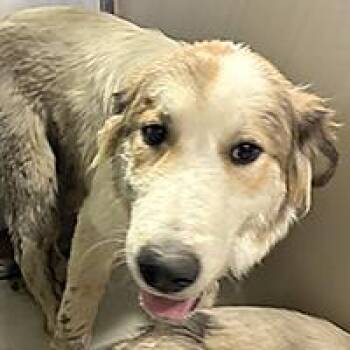Smoothie - URGENT -  Great Pyrenees Dog for Adoption in Thousand Oaks, California - Smoothie - URGENT | PetCurious