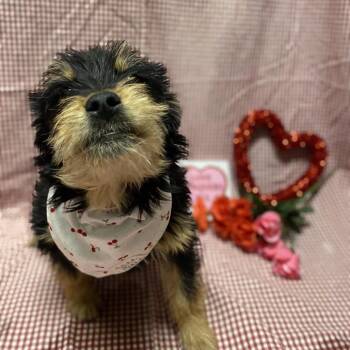 Wirehaired Terrier and Mixed Breed Dogs Available for Adoption - Griffin | PetCurious