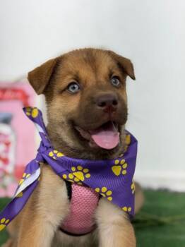 Swiss-One of our Amazing Rescue Dogs -  Husky and Golden Retriever Dog for Adoption in Carlsbad, California - Swiss-One Of Our Amazing Rescue Dogs | PetCurious