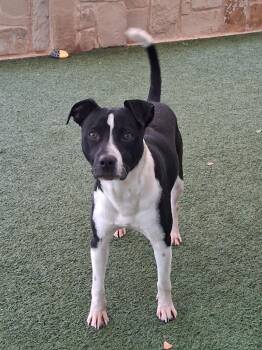 Labrador Retriever Dogs Available for Adoption in Seguin, Texas - Uno | PetCurious