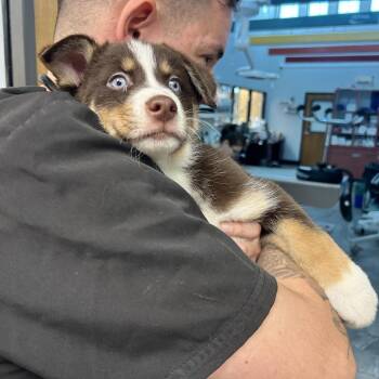 Zyra -  Australian Shepherd Dog for Adoption in Las Vegas, Nevada - Zyra | PetCurious