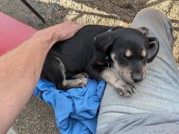 Retriever and Mixed Breed Dogs Available for Adoption in Fort Collins, Colorado - Roxie | PetCurious