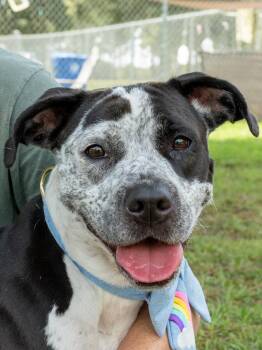 Dixie -  Mixed Breed Dog for Adoption in Myrtle Beach, South Carolina - Dixie | PetCurious