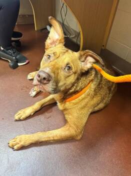 EARTHQUAKE -  Labrador Retriever and German Shepherd Dog Dog for Adoption in Cookeville, Tennessee - EARTHQUAKE | PetCurious