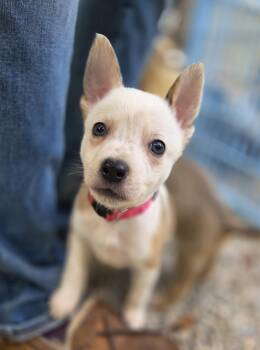 Rescue Australian Cattle Dog Blue Heeler Dogs for Adoption in Stewart Manor, New York - Dani | PetCurious