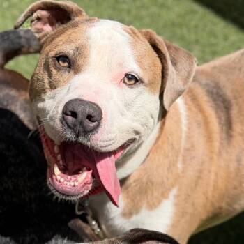 Buick -  Mixed Breed Dog for Adoption in Asheville, North Carolina - Buick | PetCurious