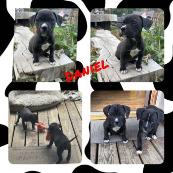 Rescue Pit Bull Terrier and Boxer Dogs for Adoption in Wrightwood, California - Daniel | PetCurious