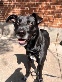 Blacky -  Mixed Breed Dog for Adoption in Montreal, Quebec - Blacky | PetCurious