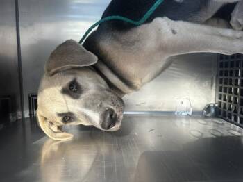 Rescue German Shepherd Dog and Mixed Breed Dogs for Adoption in Dallas, Texas - HONEY | PetCurious