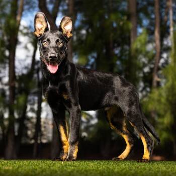 Astro -  Mixed Breed Dog for Adoption in Jupiter, Florida - Astro | PetCurious