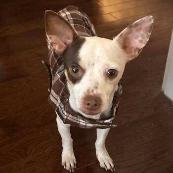 Chihuahua Dogs Available for Adoption - Hazy | PetCurious