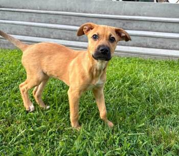 Josie -  Black Mouth Cur Dog for Adoption in Berlin, New Jersey - Josie | PetCurious
