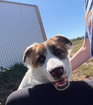 Talkeetna -  Mixed Breed Dog for Adoption in Fort Collins, Colorado - Talkeetna | PetCurious
