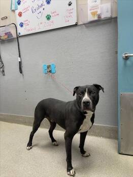 Rescue Pit Bull Terrier Dogs for Adoption in Las Vegas, Nevada - PABLO | PetCurious