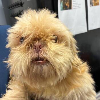 Terrier Dogs Available for Adoption - Josie | PetCurious