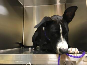 Labrador Retriever Dogs Available for Adoption in Tustin, California - MO | PetCurious