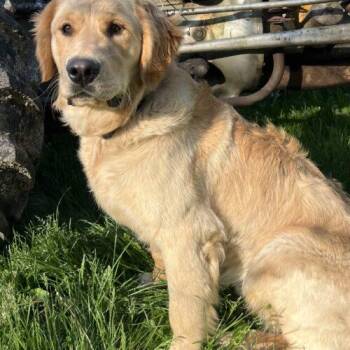 Lenni -  Golden Retriever Dog for Adoption in Vienna, Ontario - Lenni | PetCurious