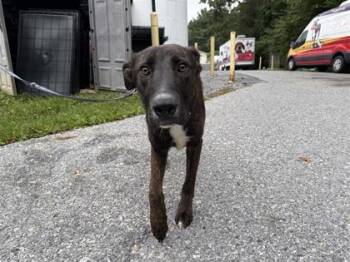 Bubby -  Mixed Breed Dog for Adoption in West Chester, Pennsylvania - Bubby | PetCurious