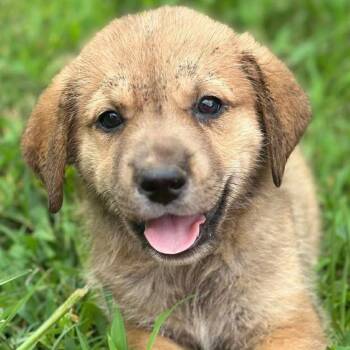 Liberty -  Great Pyrenees and German Shepherd Dog Dog for Adoption in Kittanning, Pennsylvania - Liberty | PetCurious