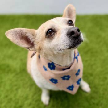 CACHORROS -  Chihuahua Dog for Adoption in San Diego, California - CACHORROS | PetCurious