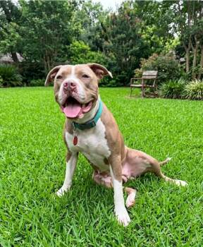 American Staffordshire Terrier Dogs Available for Adoption in Seguin, Texas - Rosie | PetCurious