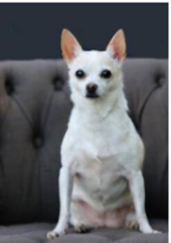 Polie -  Chihuahua Dog Available for Adoption in Kennewick, Washington - Polie | PetCurious