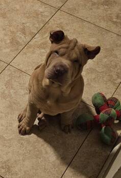Archie -  Shar Pei Dog for Adoption in Lake Forest, California - Archie | PetCurious