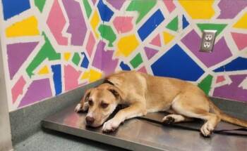 Labrador Retriever and Pit Bull Terrier Dogs Available for Adoption in Baytown, Texas - CLARICE | PetCurious