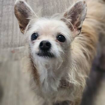 Rescue Chihuahua Dogs for Adoption in Lincoln, Nebraska - Little Bit | PetCurious