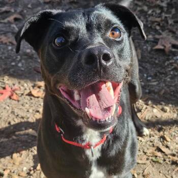 Black Labrador Retriever Dogs Available for Adoption in Klein, Texas - Rocky | PetCurious