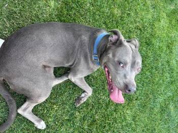 Rescue Pit Bull Terrier Dogs for Adoption in Cerritos, California - Gigi | PetCurious