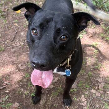Arpee -  Pit Bull Terrier and Mixed Breed Dog for Adoption in Columbus, North Carolina - Arpee | PetCurious